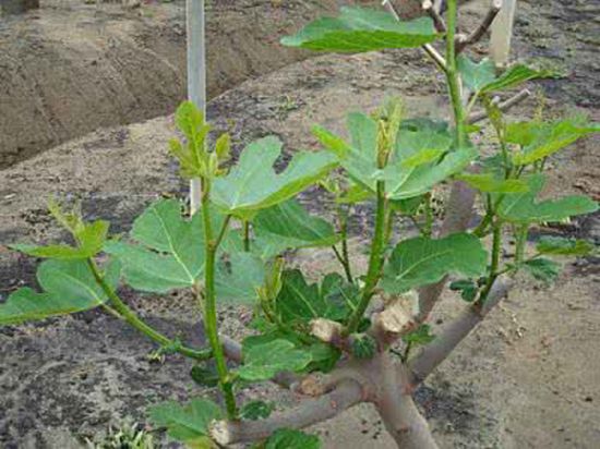 æ è±ææ ½å¹