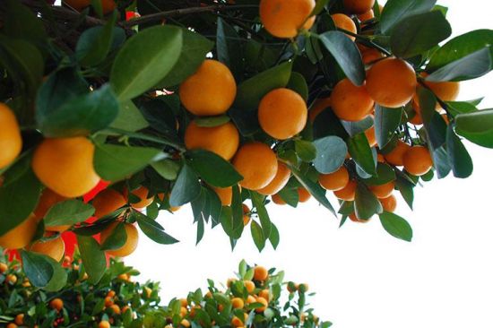 年桔怎么养 年桔怎么养