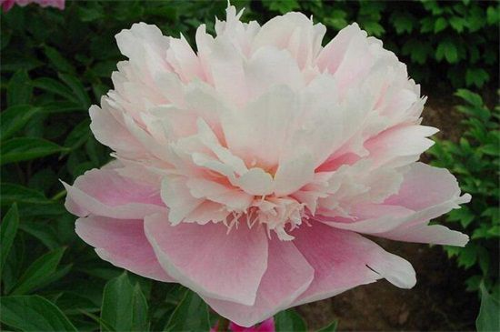 芍药花是世界名花嘛？是/有悠久历史/药用价值高