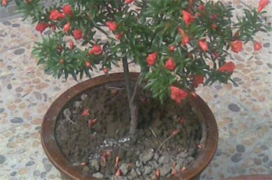 石榴花盆栽养殖方法：4大方法让石榴花开灿烂硕