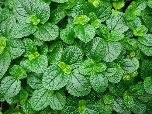 薄荷 薄荷