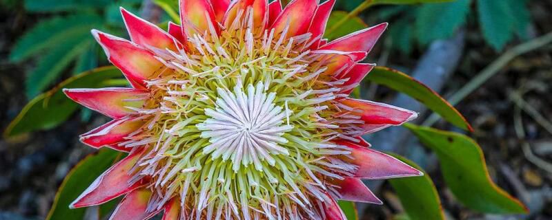 帝王花花语和帝王花的植物文化价值