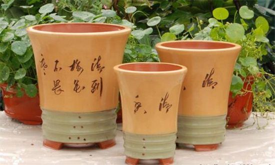 百合花的盆栽养护秘诀，5个小诀窍让百合花开爆