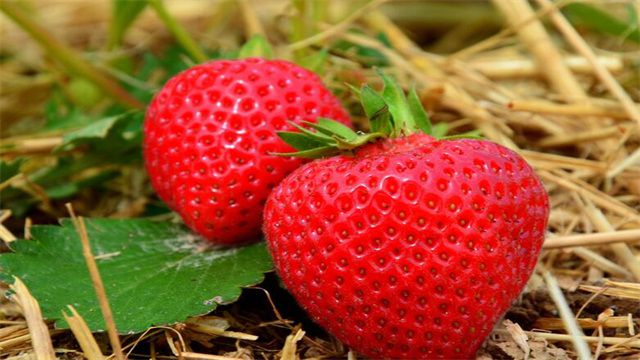 草莓怎么种？草莓种植方法