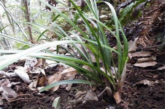 如何采摘深山中的兰草？2万元以上兰草张这样