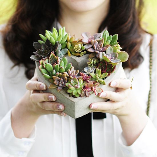 那些多肉植物好养？26种超好养的多肉植物（内附