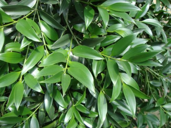 翠绿的竹柏 翠绿的竹柏