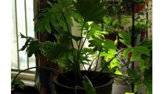 姬小菊摘心方法图解，摘心和抹芽以控制株型高