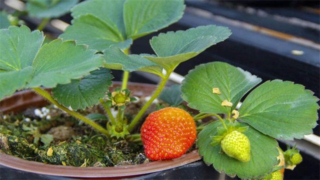 一个花盆种几棵草莓？盆栽草莓的注意事项