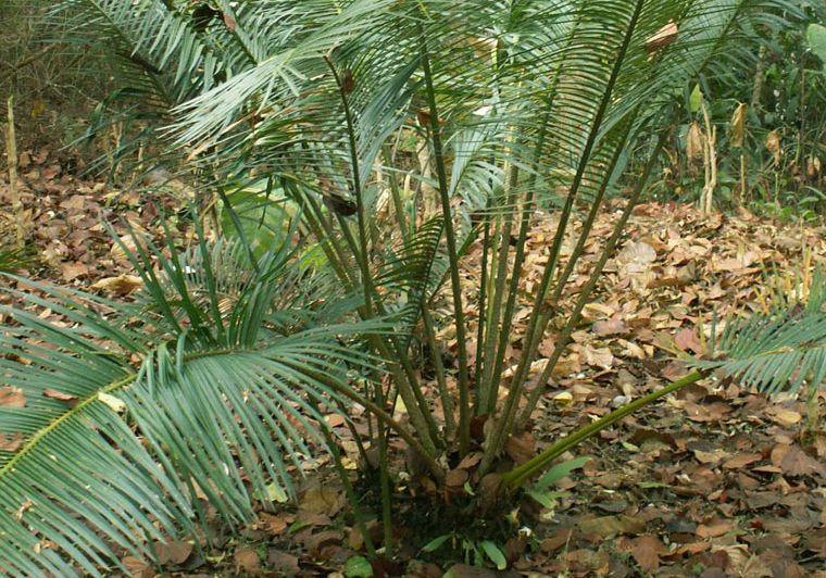 云南苏铁 云南苏铁