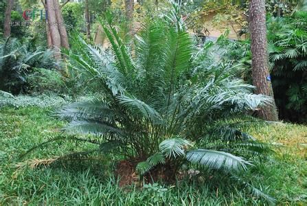 篦齿苏铁 篦齿苏铁