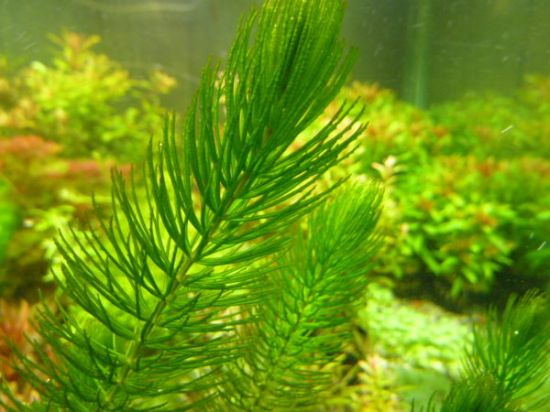 金鱼藻怎么养？掌握五种金鱼藻养殖要点
