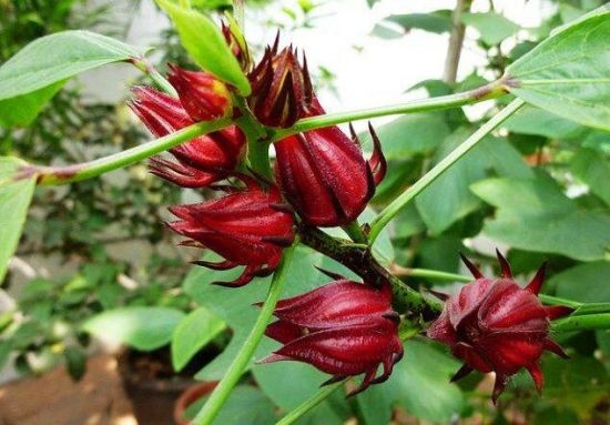洛神花的种植方法：玫瑰茄属亚热带短日照作物