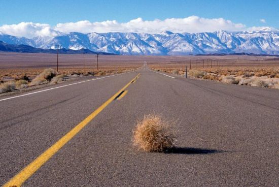 风滚草是什么：俄罗斯刺沙蓬，一年生草本植物