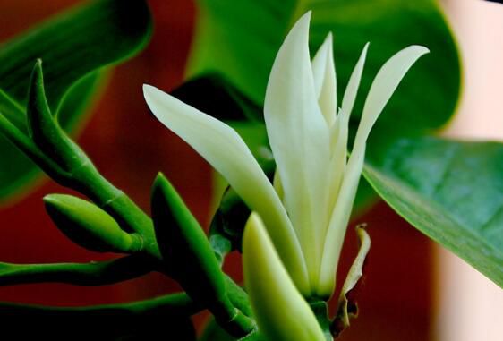 白兰花百科：白兰花的用途价值和话语