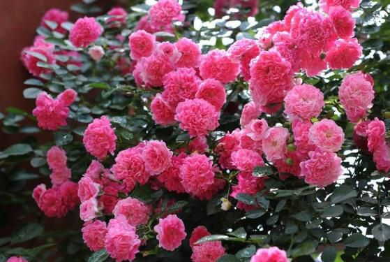 蔷薇花语是什么？爱与思念/各色蔷薇花所代表的