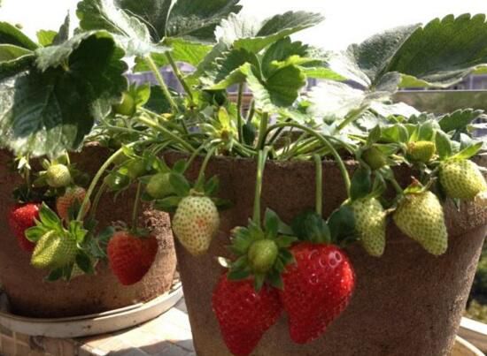 草莓怎么修剪才结的多，草莓的修剪方法和养护