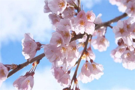 樱花象征热烈和高尚的品质，不同品种的樱花象