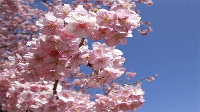 樱花花语是生命之美