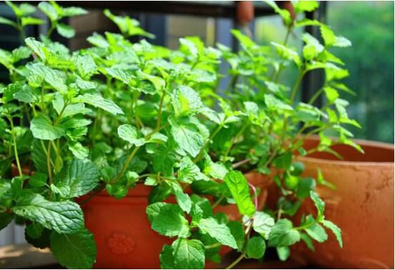 薄荷怎么养才能爆盆，老花匠教你修剪薄荷的爆