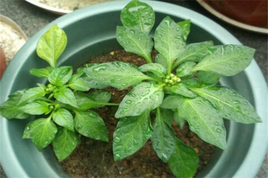 长寿花什么时候掐尖？扦插一月/花落之后掐尖