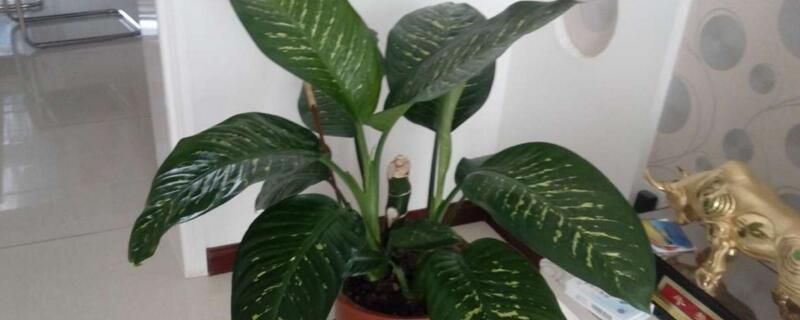 花叶万年青如何过冬？花叶万年青的过冬方式