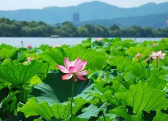 2018西湖荷花什么时候开花，7—9月是赏荷花最佳