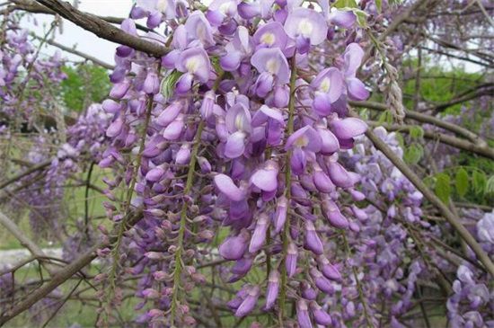 紫色花有哪些？常见十大紫色花朵图片