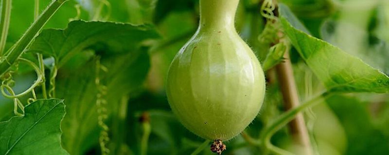 院里为什么不能种葫芦