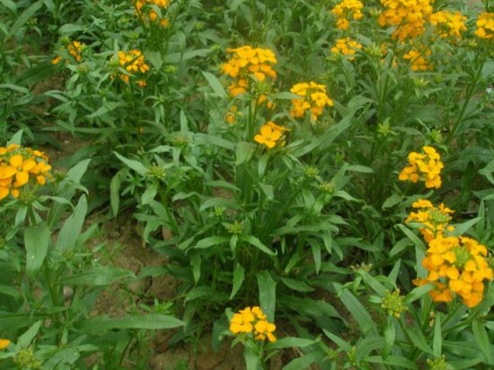 9大适合秋天种的植物 9大适合秋天种的植物