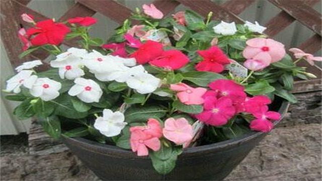 长春花修剪方法图解