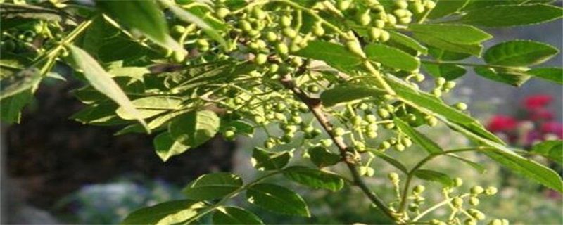 小花椒树怎样修剪？花椒树果期枝条的修剪注意