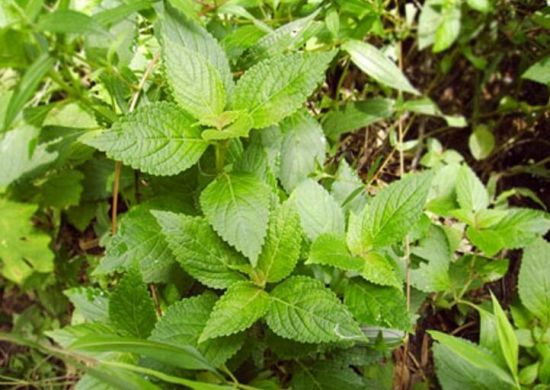 溪黄草的介绍 溪黄草的介绍