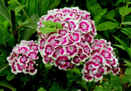 9大适合秋天种的植物 9大适合秋天种的植物