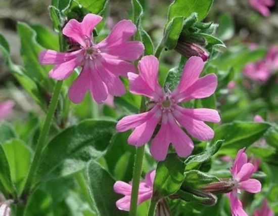 9大适合秋天种的植物 9大适合秋天种的植物