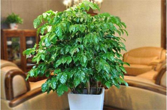 幸福树可以浇啤酒吗，可以/使幸福树生长的更旺