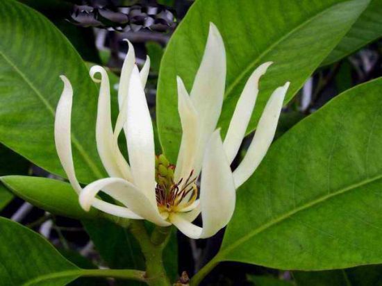 盆栽白兰花怎样换盆和施肥