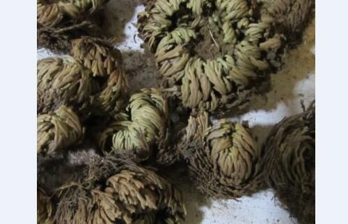 刺儿菜的功效与作用 刺儿菜的功效与作用