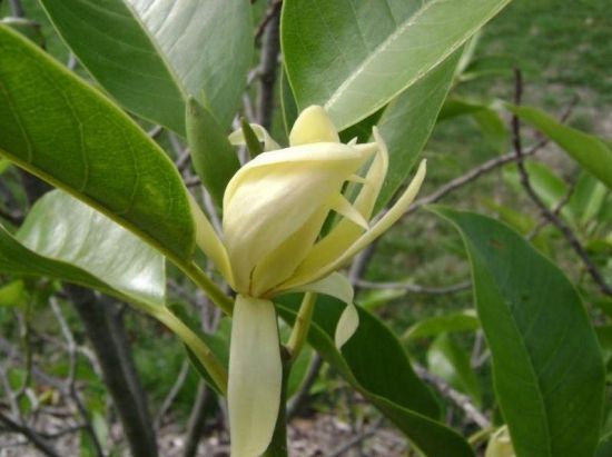 白兰花枝杆瘦弱、花小无香味怎么办