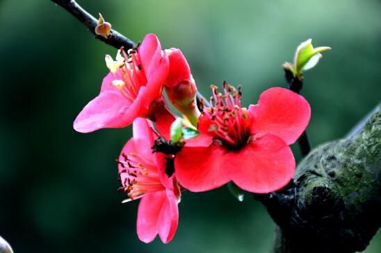 花中四君子是什么？梅花/兰花/竹叶青花/菊花