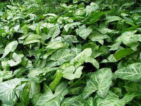 怎样保持合果芋株形优美