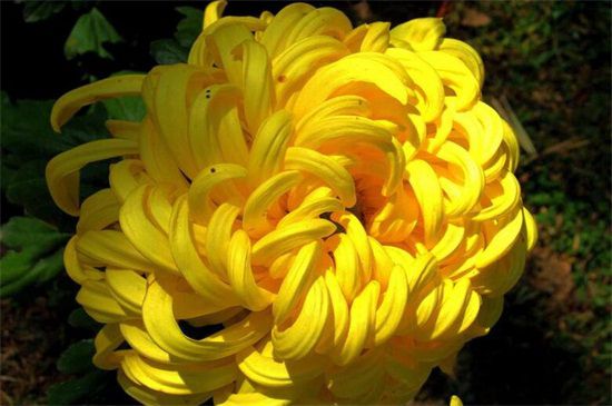 菊花家庭养殖方法：5种方法教你养好菊花