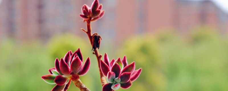 锦晃星开花后从哪里剪？锦晃星促进用芽点生分