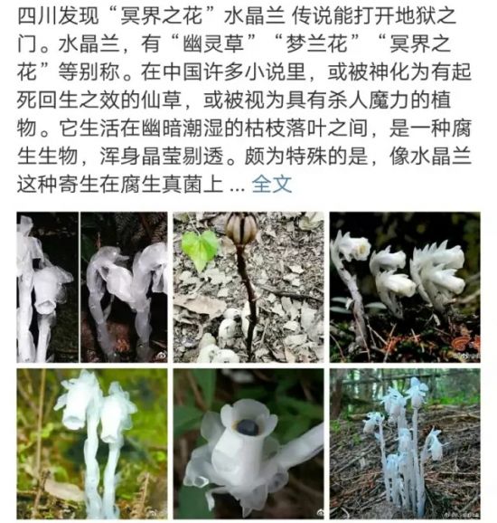 罕见的“冥界之花”现身四川