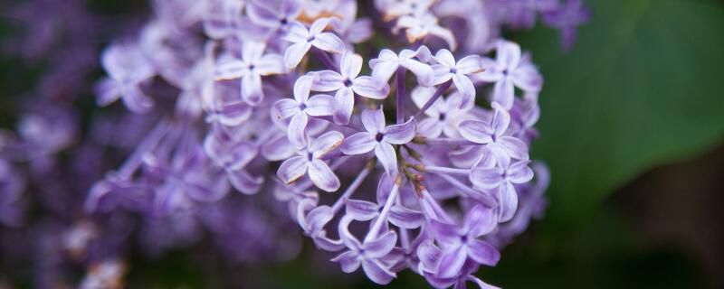 丁香花什么时候开花？紫丁香的5～6月开花