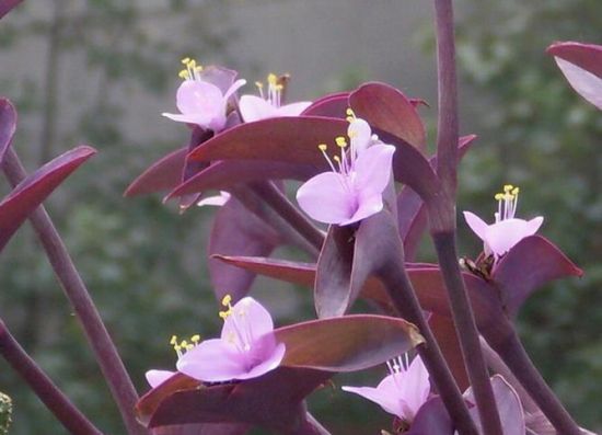 如何快速繁殖紫叶鸭跖草