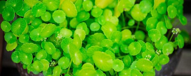 铜钱草和金钱草的区别有这五个方面