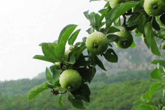青苹果图片欣赏