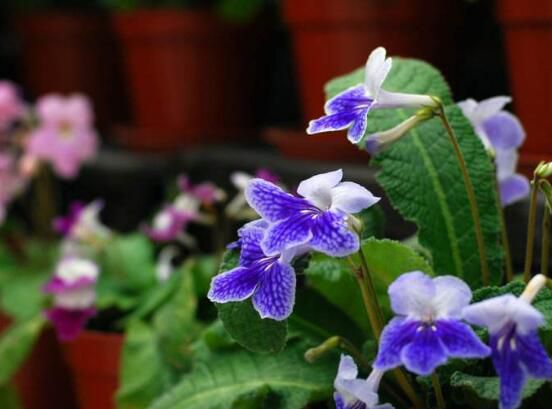 海角樱草的养殖方法和注意事项：四个技巧让它