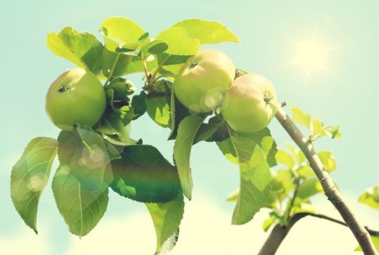 阳光照耀下的青苹果树图片